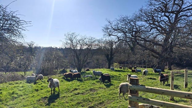 Image of sheep grazing a newly fenced field amongst trees on a sunny day